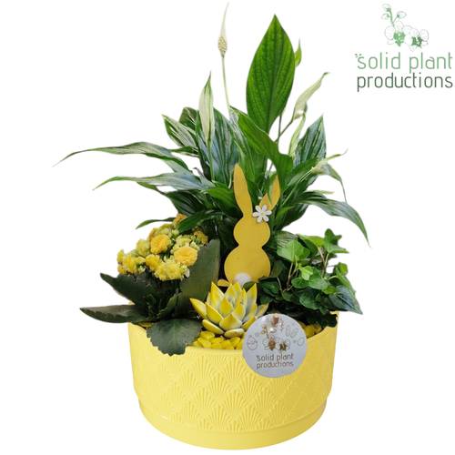 Spath.Arr SE003 Loes gelb Ostern T18 H038