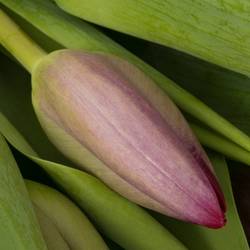 Tulpe lila Puma Triflor 44 Gramm