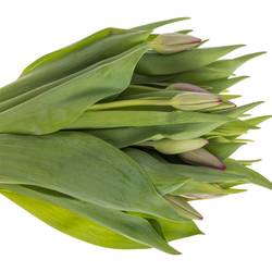 Tulpe lila Puma Triflor 44 Gramm