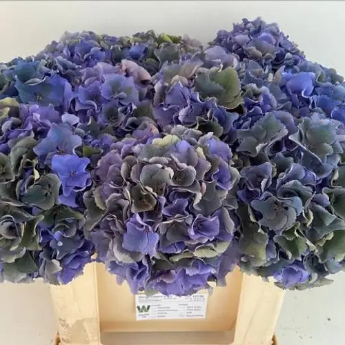 Hortensie blau/grünRoyal Breeze Cl Bol 19cm 50cm