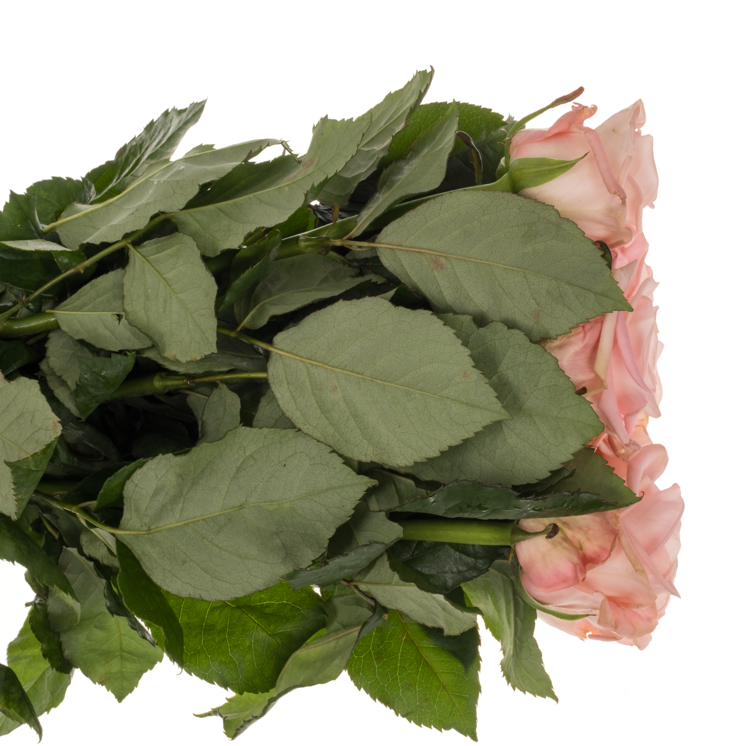 Rose hell rosa Big Baby 50cm
