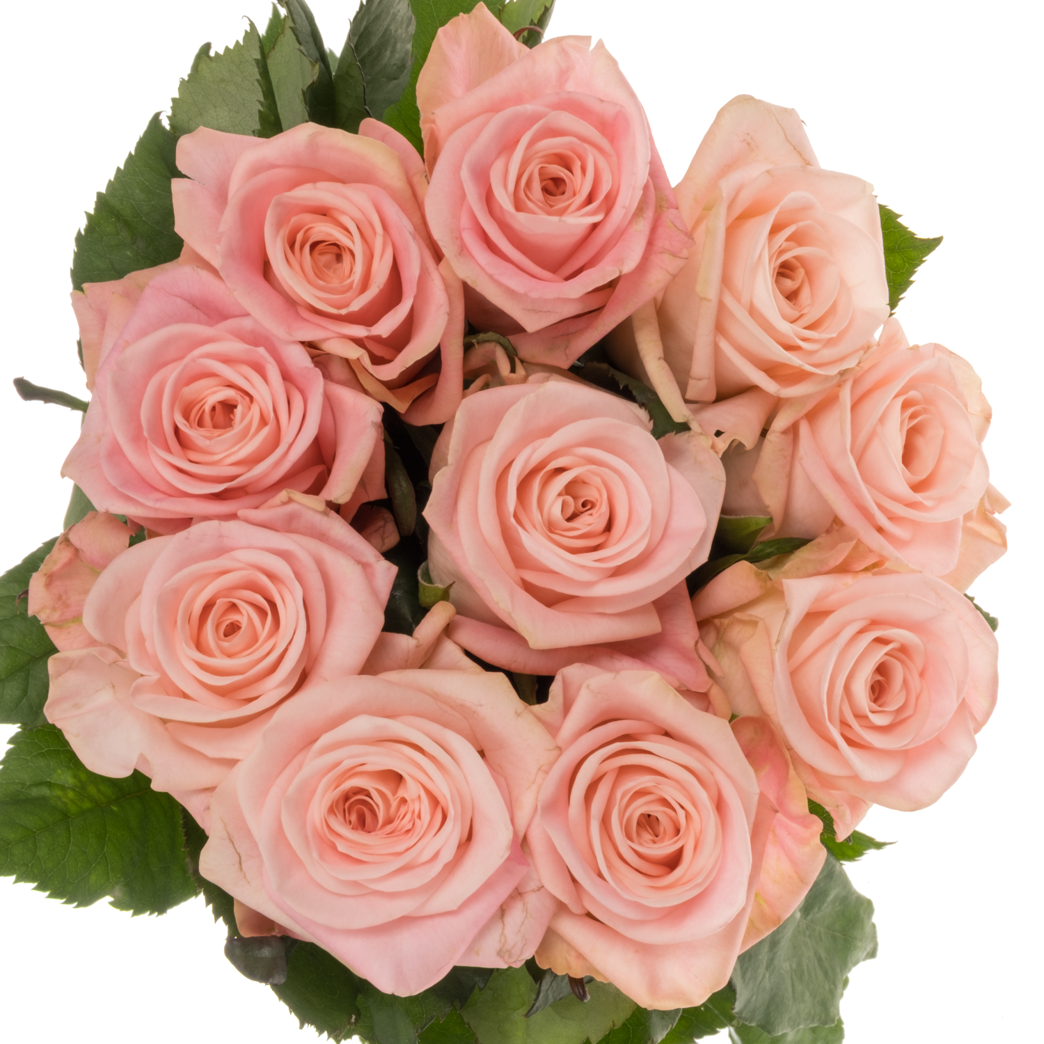 Rose hell rosa Big Baby 50cm