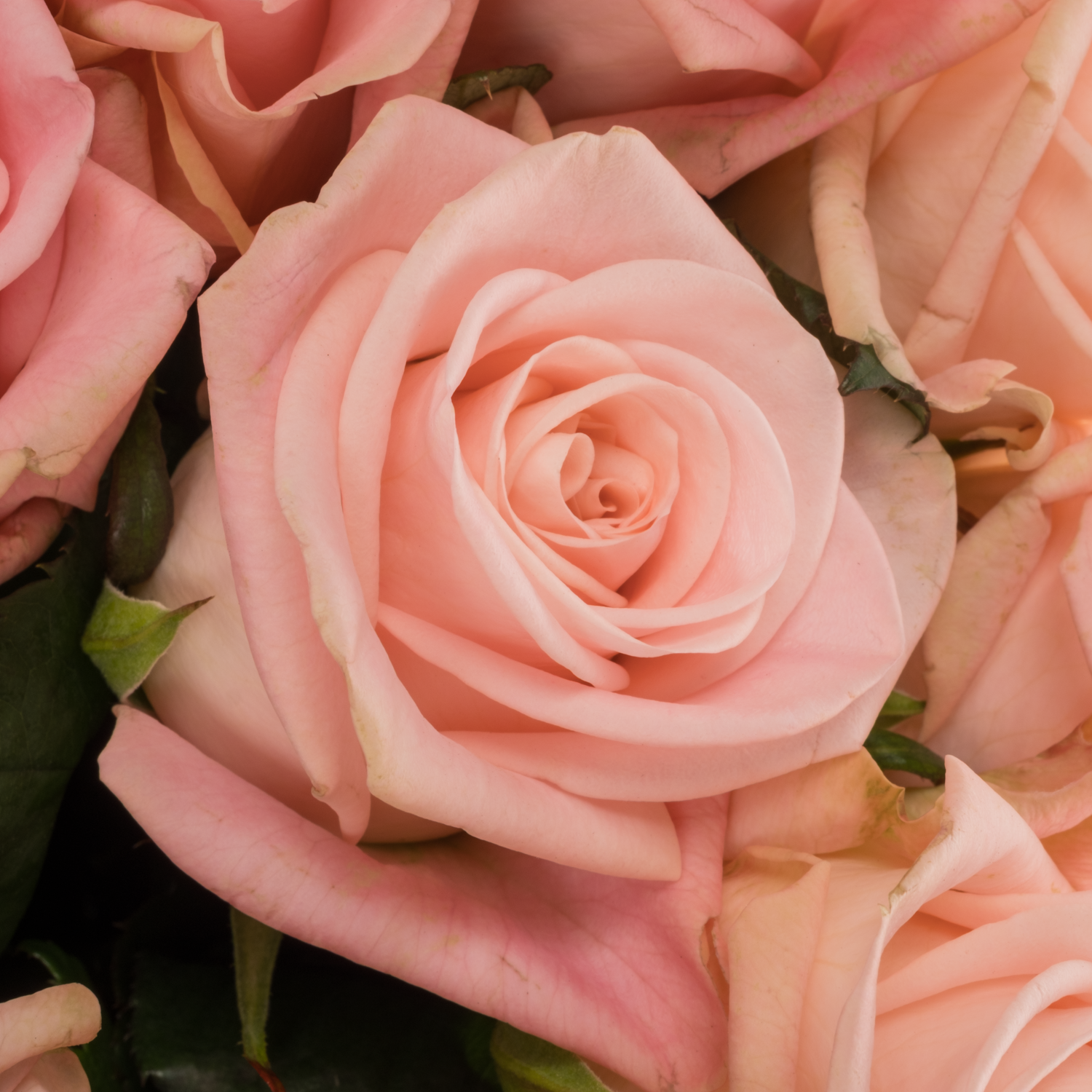 Rose hell rosa Big Baby 50cm