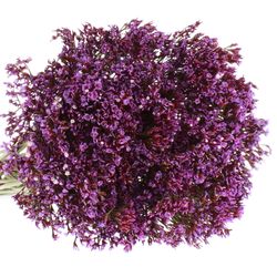 Statice lila Perezie 60cm