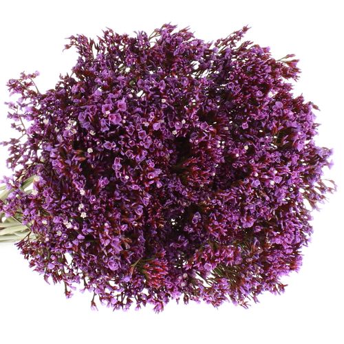 Statice lila Perezie 60cm