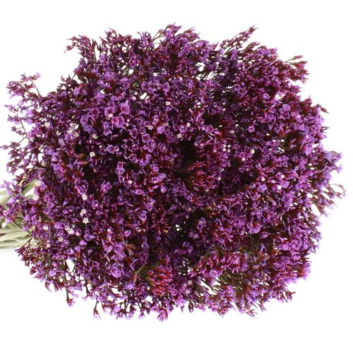 Statice lila Perezie 60cm