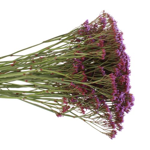 Statice lila Perezie 60cm
