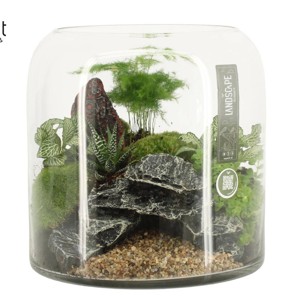 Flor.Arr 90629 Landscape T25 H026