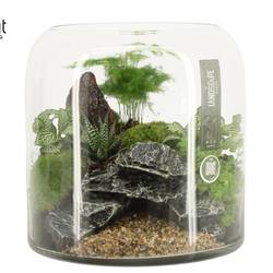 Flor.Arr 90629 Landscape T25 H026