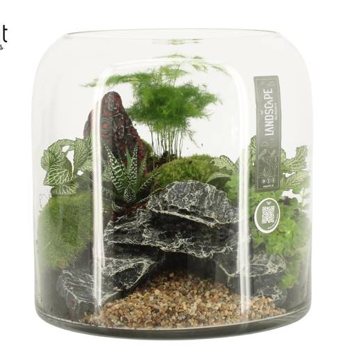 Flor.Arr 90629 Landscape T25 H026