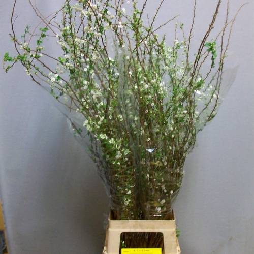 Spirea weiss Prunus Plena 100cm