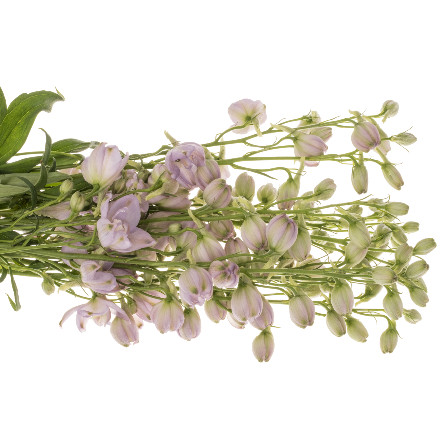 Delphinium milka Zoe 60cm