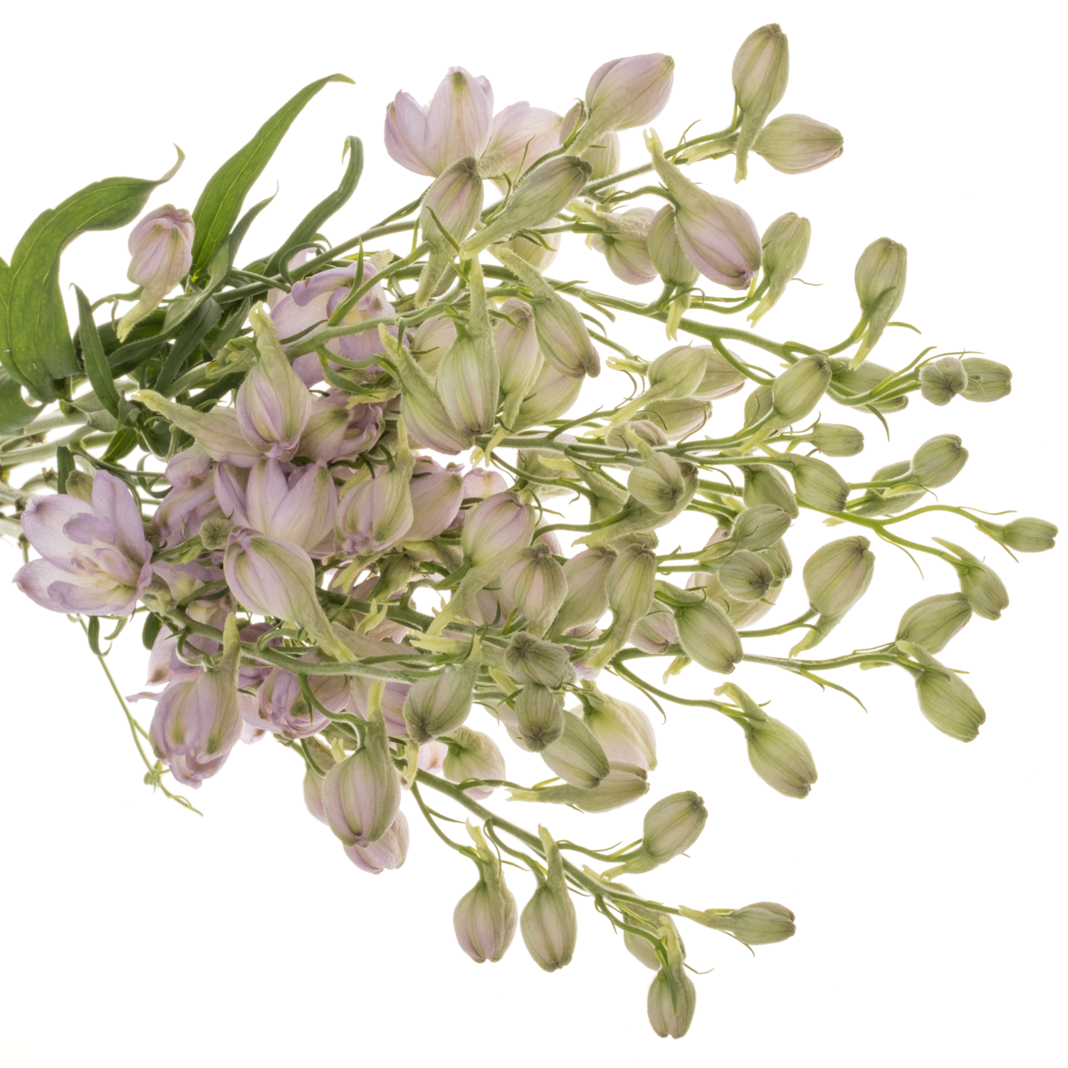 Delphinium milka Zoe 60cm
