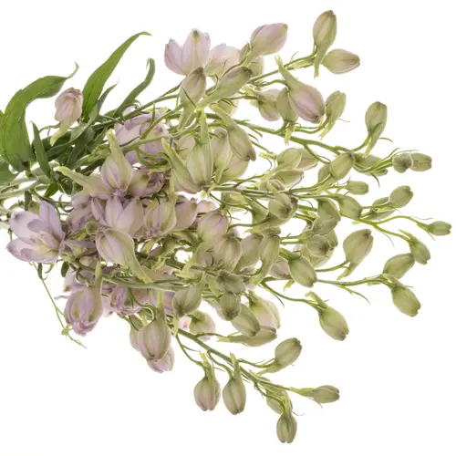 Delphinium milka Zoe 60cm