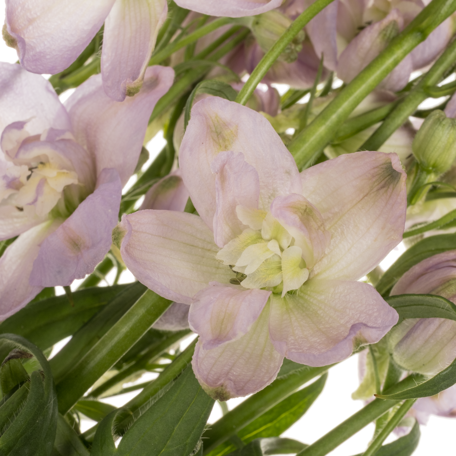 Delphinium milka Zoe 60cm