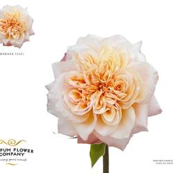 Rose apricot/hell rosa Wabara Issei 50cm