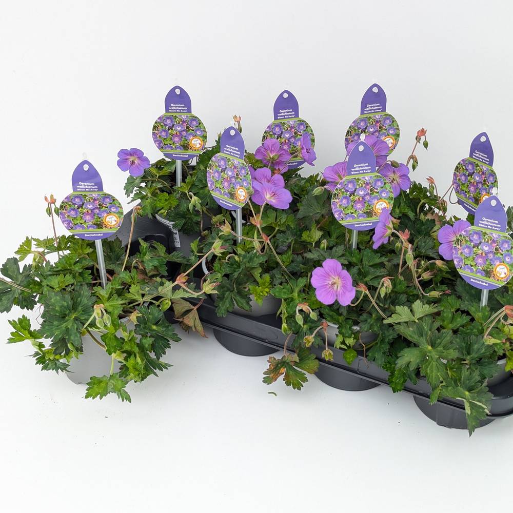 Geranium lila Bloom Me Away T13 H025