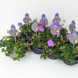 Geranium lila Bloom Me Away T13 H025