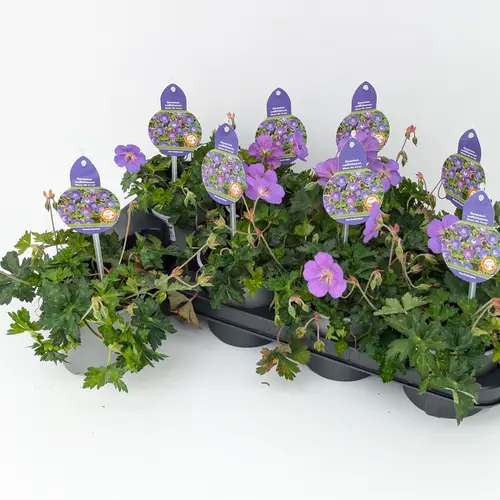Geranium lila Bloom Me Away T13 H025