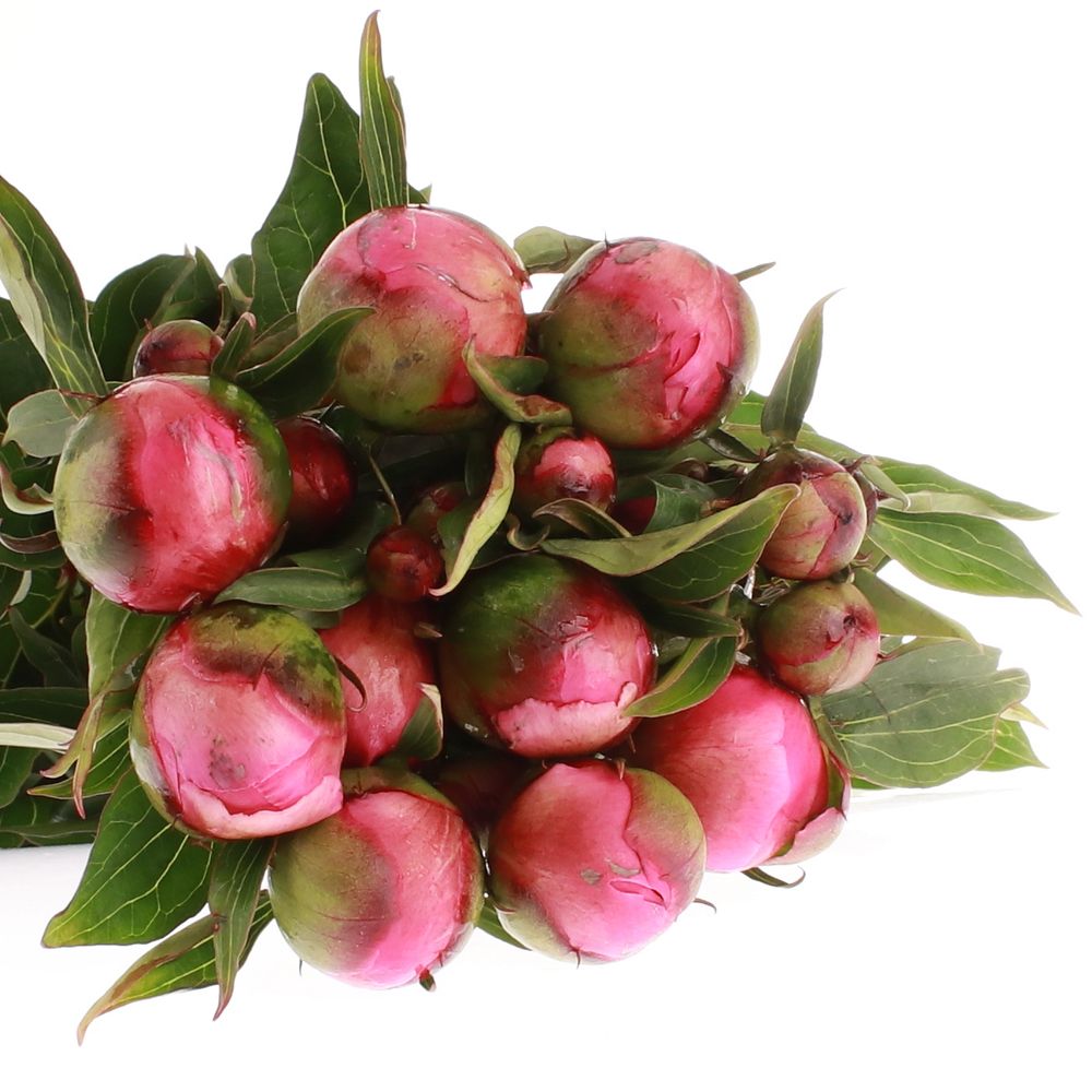 Pfingstrose pink Panther 60cm