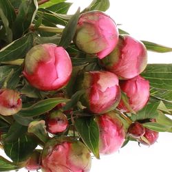 Pfingstrose pink Panther 60cm