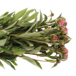 Pfingstrose pink Panther 60cm