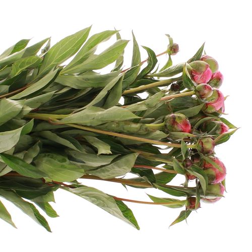 Pfingstrose pink Panther 60cm