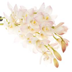 Mini Cymbidium weiss/rosa Joshua 40cm 8+Blüte