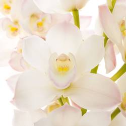 Mini Cymbidium weiss/rosa Joshua 40cm 8+Blüte