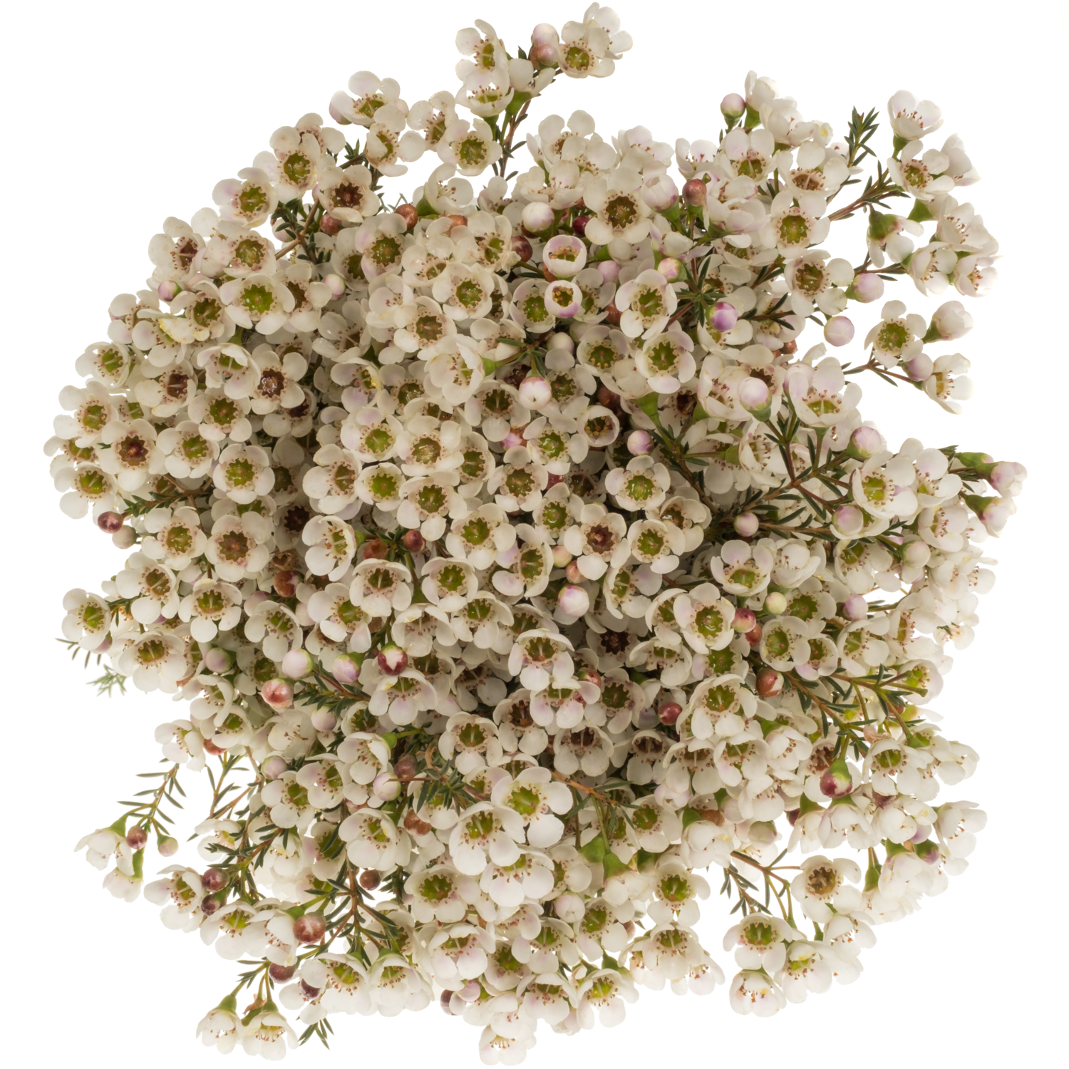 Wachsflower creme Sexy Madonna 50 Gramm 70cm