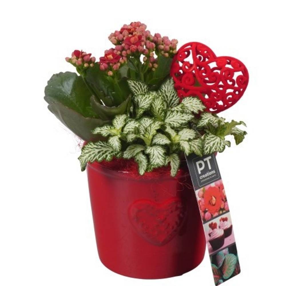 Kal.Arr PTVMB2246 T10 H021