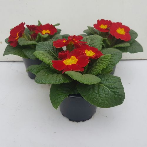 Pr.Acaulis rot T09 H15