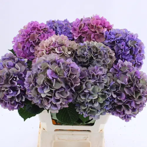 Hortensie lila/grün Glowing Alps classic Bol 16cm 60cm