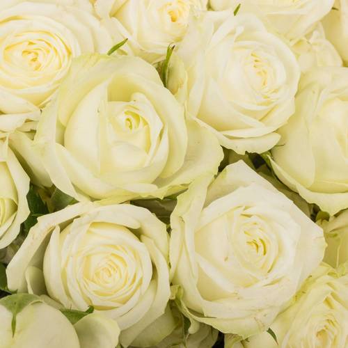 Rose verzweigt weiss Milky Way 6+ 60cm