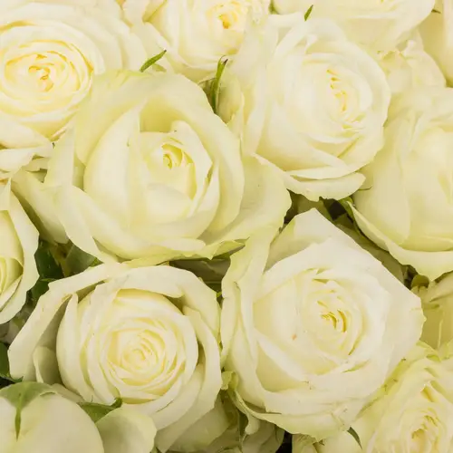 Rose verzweigt weiss Milky Way 6+ 60cm