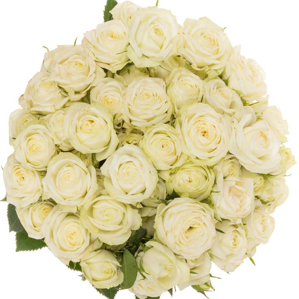 Rose verzweigt weiss Milky Way 6+ 60cm