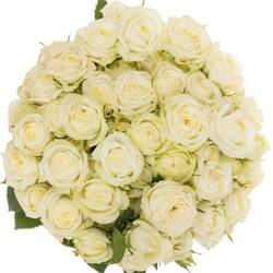 Rose verzweigt weiss Milky Way 6+ 60cm