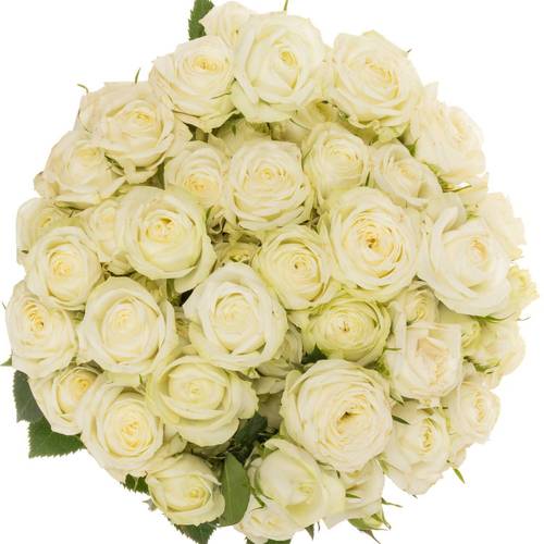 Rose verzweigt weiss Milky Way 6+ 60cm