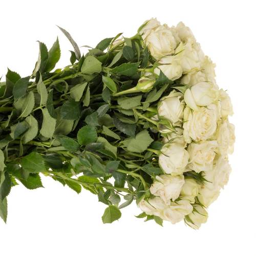 Rose verzweigt weiss Milky Way 6+ 60cm