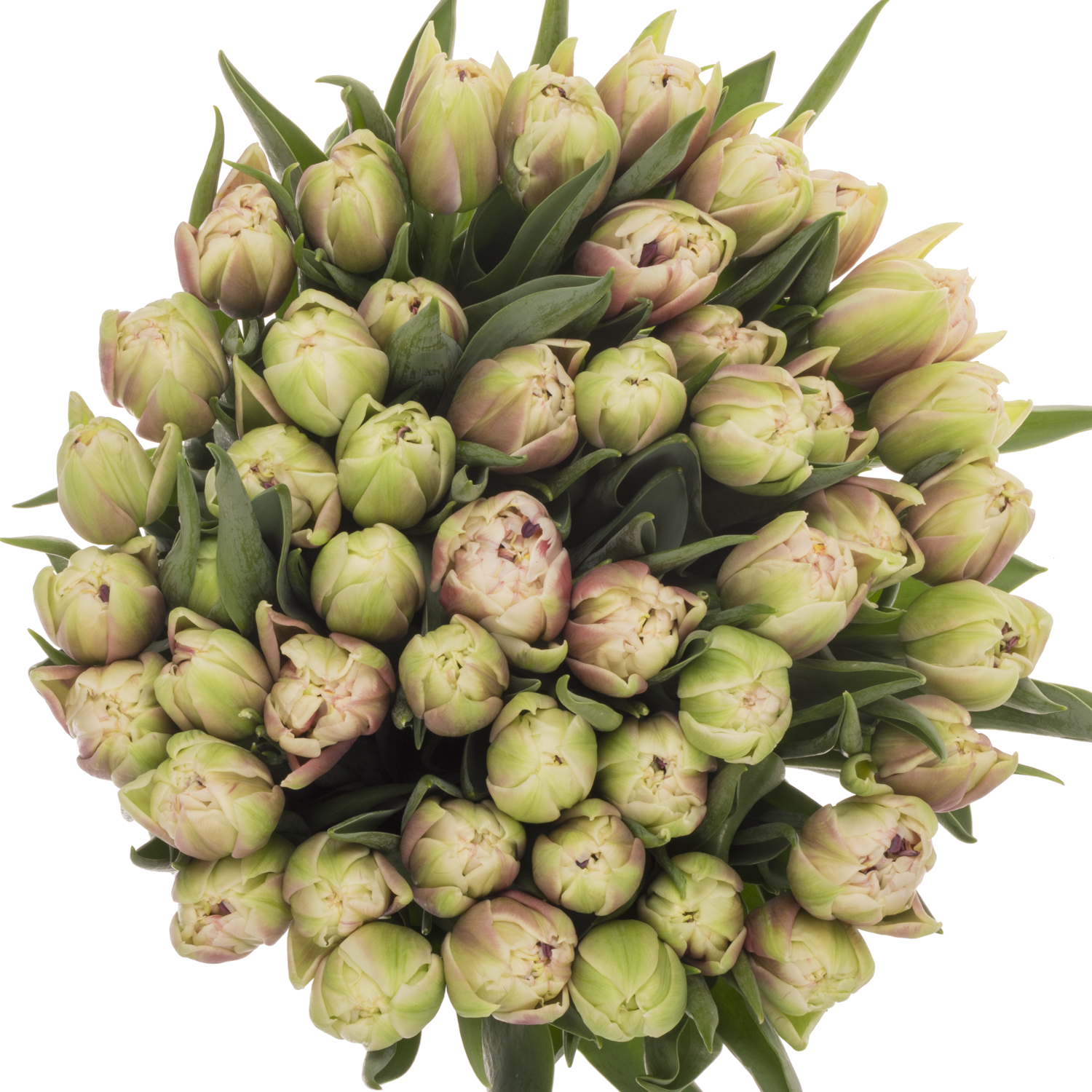 Tulpe weiss/rosa doppel Sambuca 40 Gramm