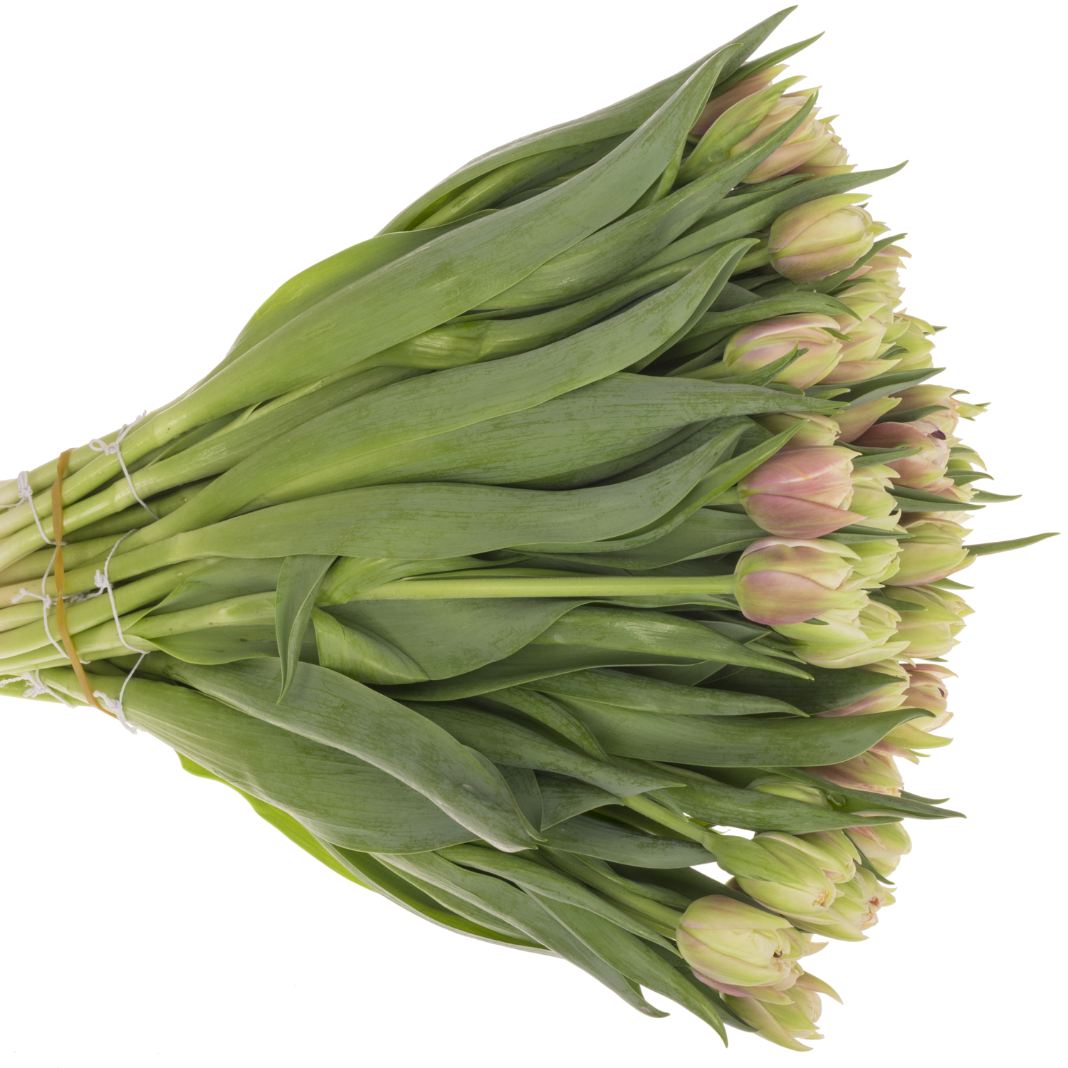 Tulpe weiss/rosa doppel Sambuca 40 Gramm