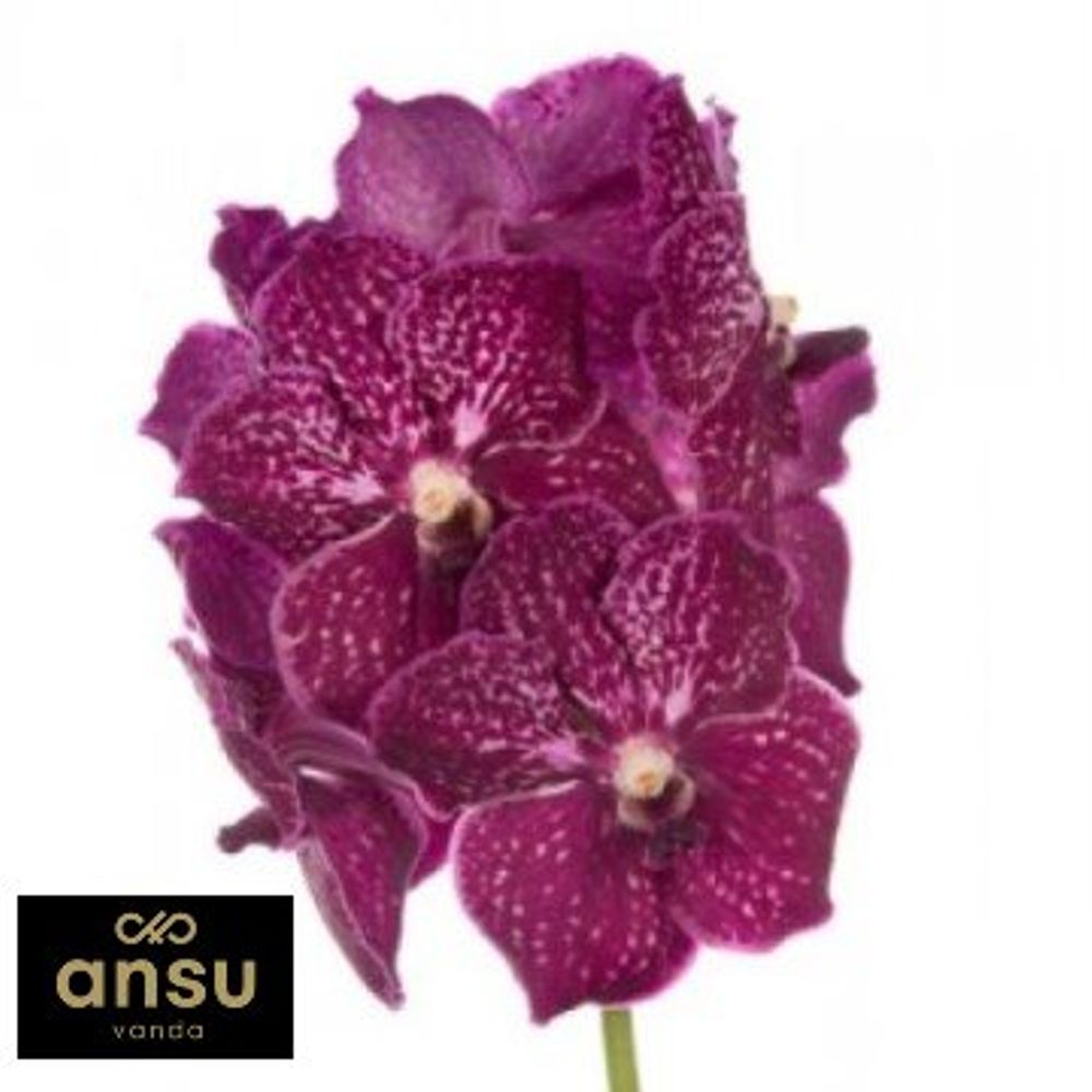 Vanda weinrot Ruby Love