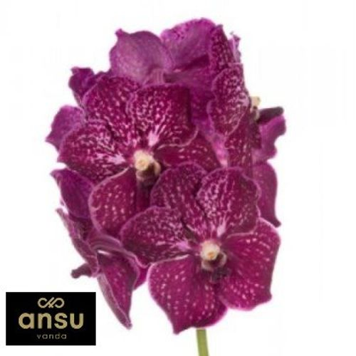 Vanda weinrot Ruby Love