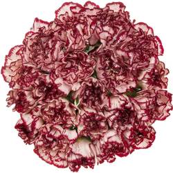 Nelke creme/rot Perfect 70cm