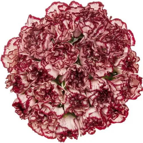 Nelke rot/creme Perfect 70cm