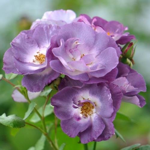 Rose Patio lila Blue For You Duftend T14 H010