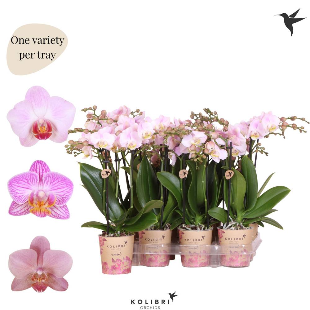 Phal.3-R rosa mix Mineral T09 H040