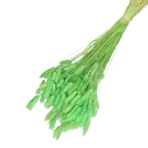 Trocken Lagurus hell grün L65cm 100gr