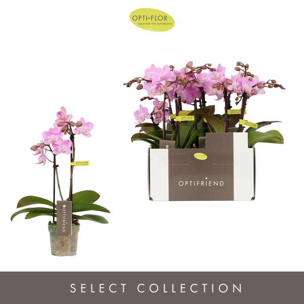 Phal.2-R rosa Lieke T07 H025