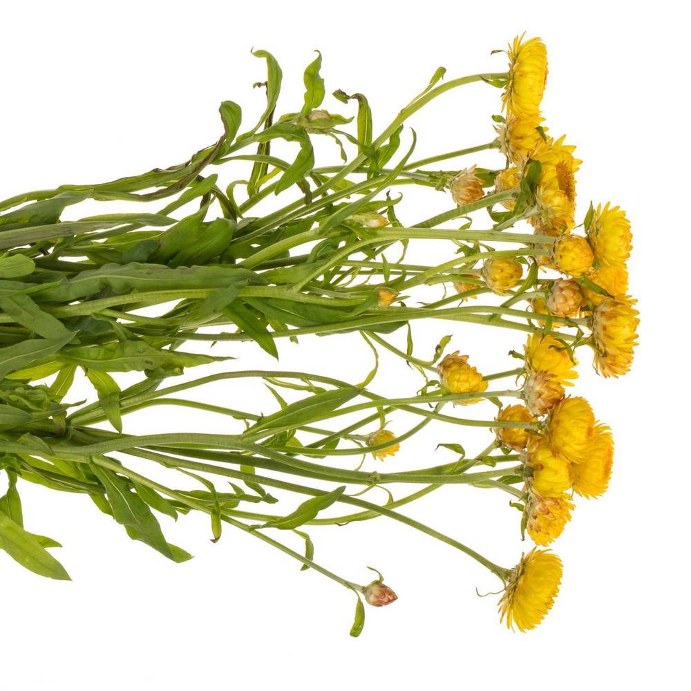 Helicrisum gelb 70cm